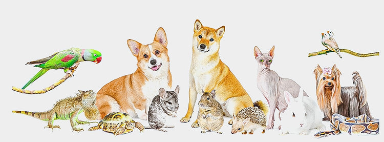 Pets